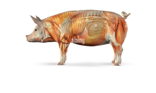 生姜浸酒的功效与作用-生姜末浸泡酒的功效网—知名的生姜泡酒10大忌网站,分享生姜泡酒10大忌知识