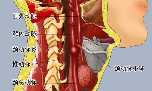 生姜末浸泡酒的功效和作用-生姜末浸泡酒的功效网—知名的生姜泡酒10大忌网站,分享生姜泡酒10大忌知识