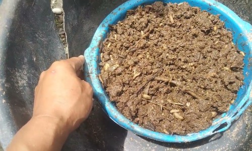 生姜泡酒能治什么病-生姜末浸泡酒的功效网—知名的生姜泡酒10大忌网站,分享生姜泡酒10大忌知识